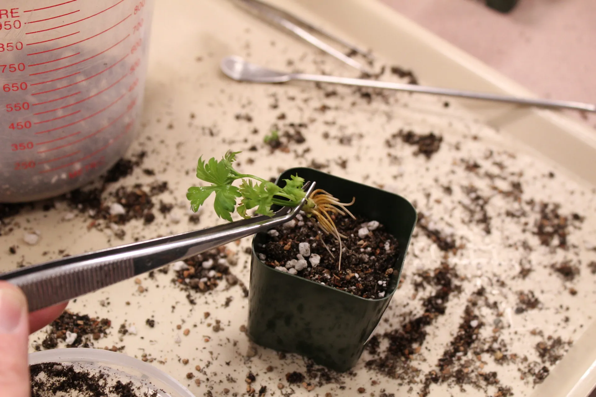 crew potted roots