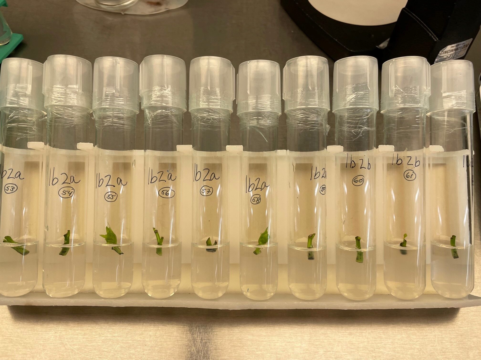 crew test tube plants