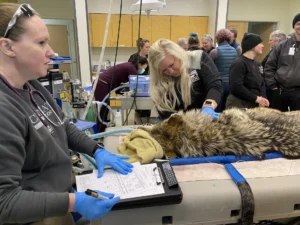 vet tech week vets working on a wolf