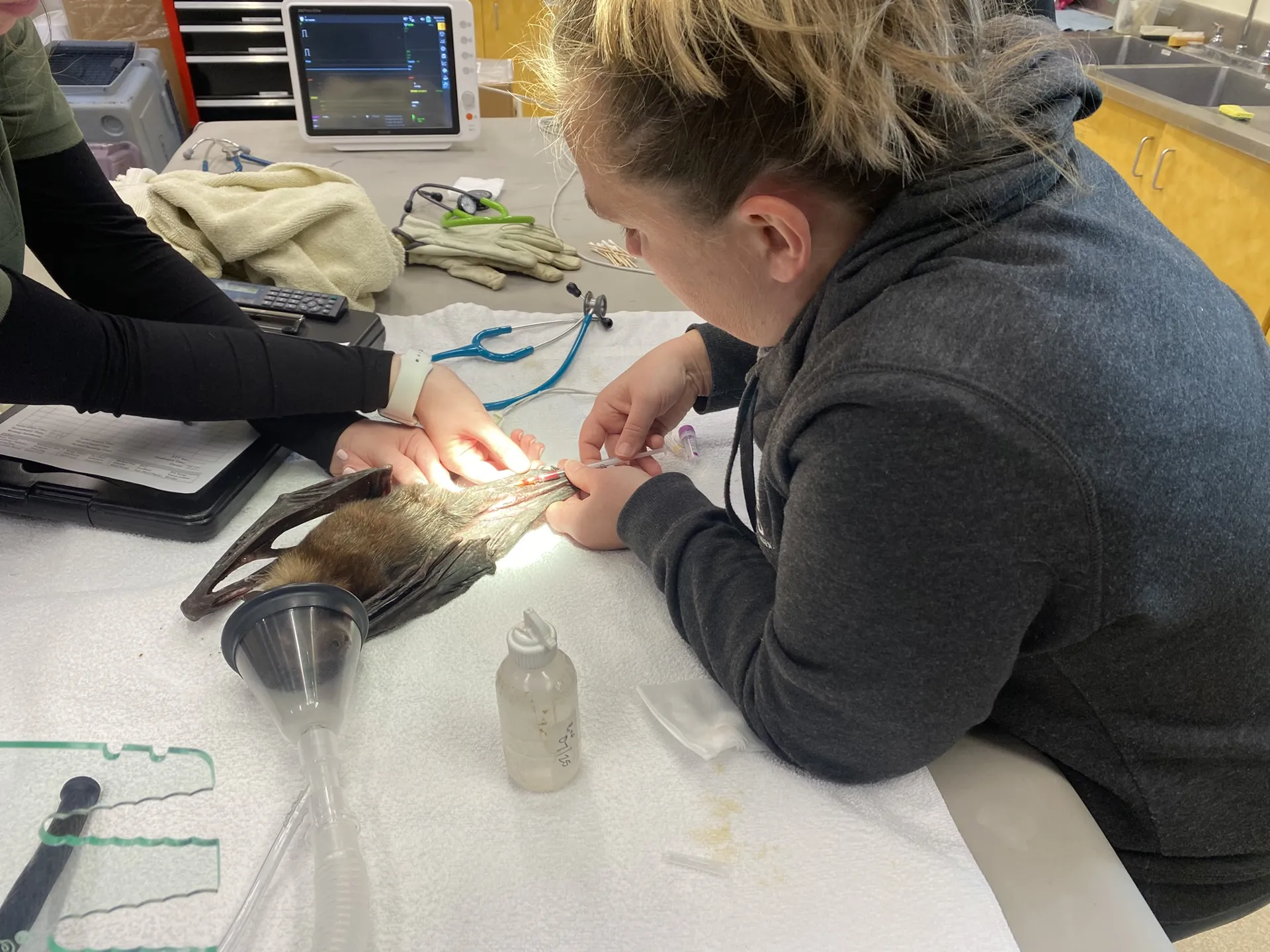 vet tech week - vet working with bat