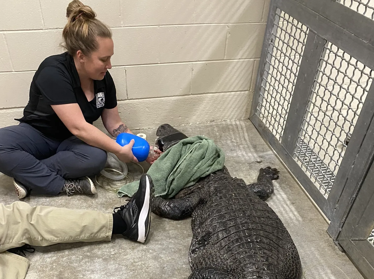 vet tech week working with alligator