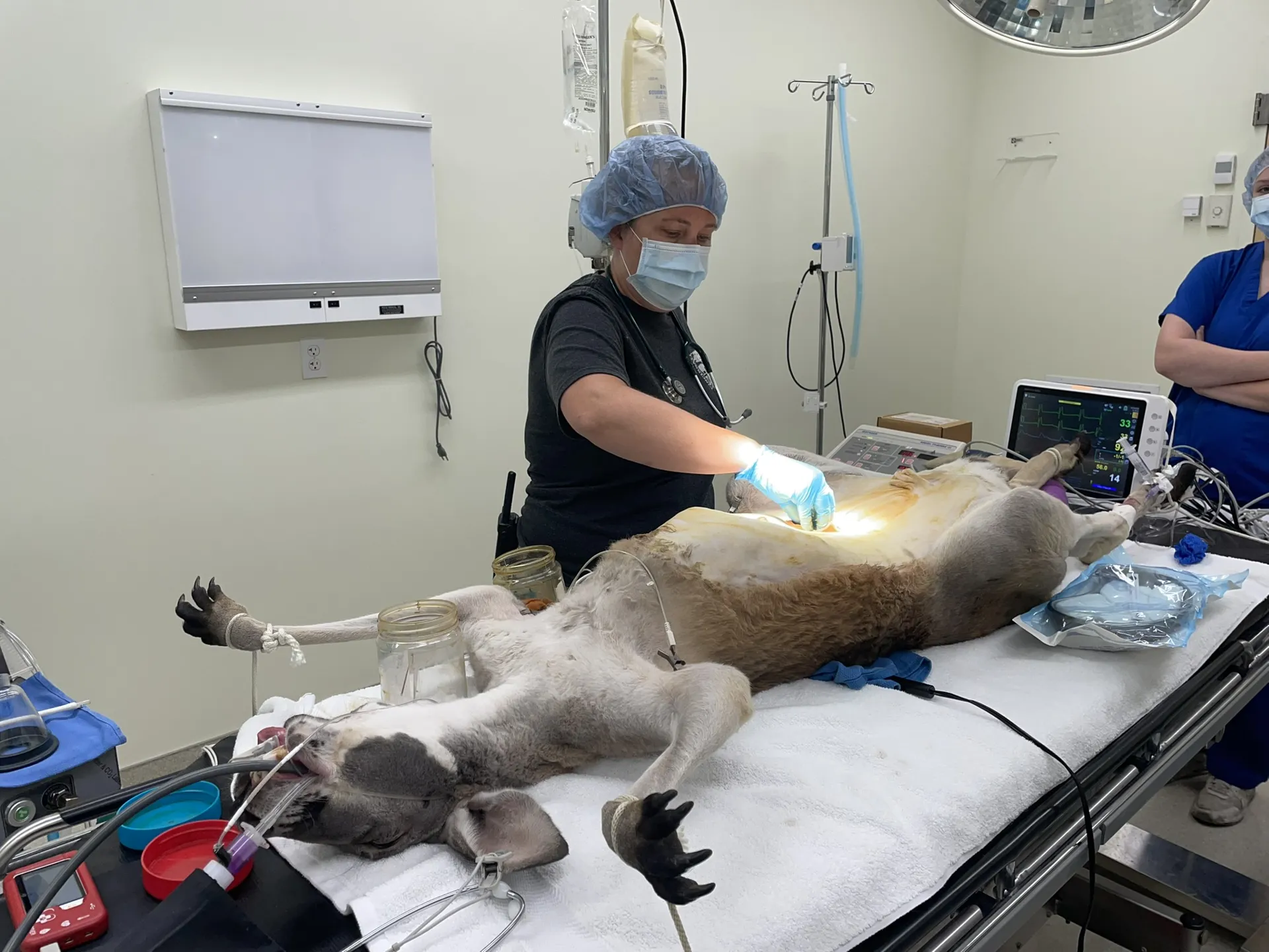vet tech week helping kangaroo