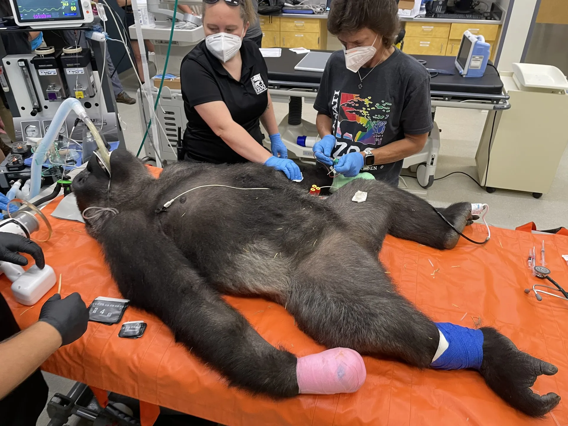 vet tech week helping gorilla
