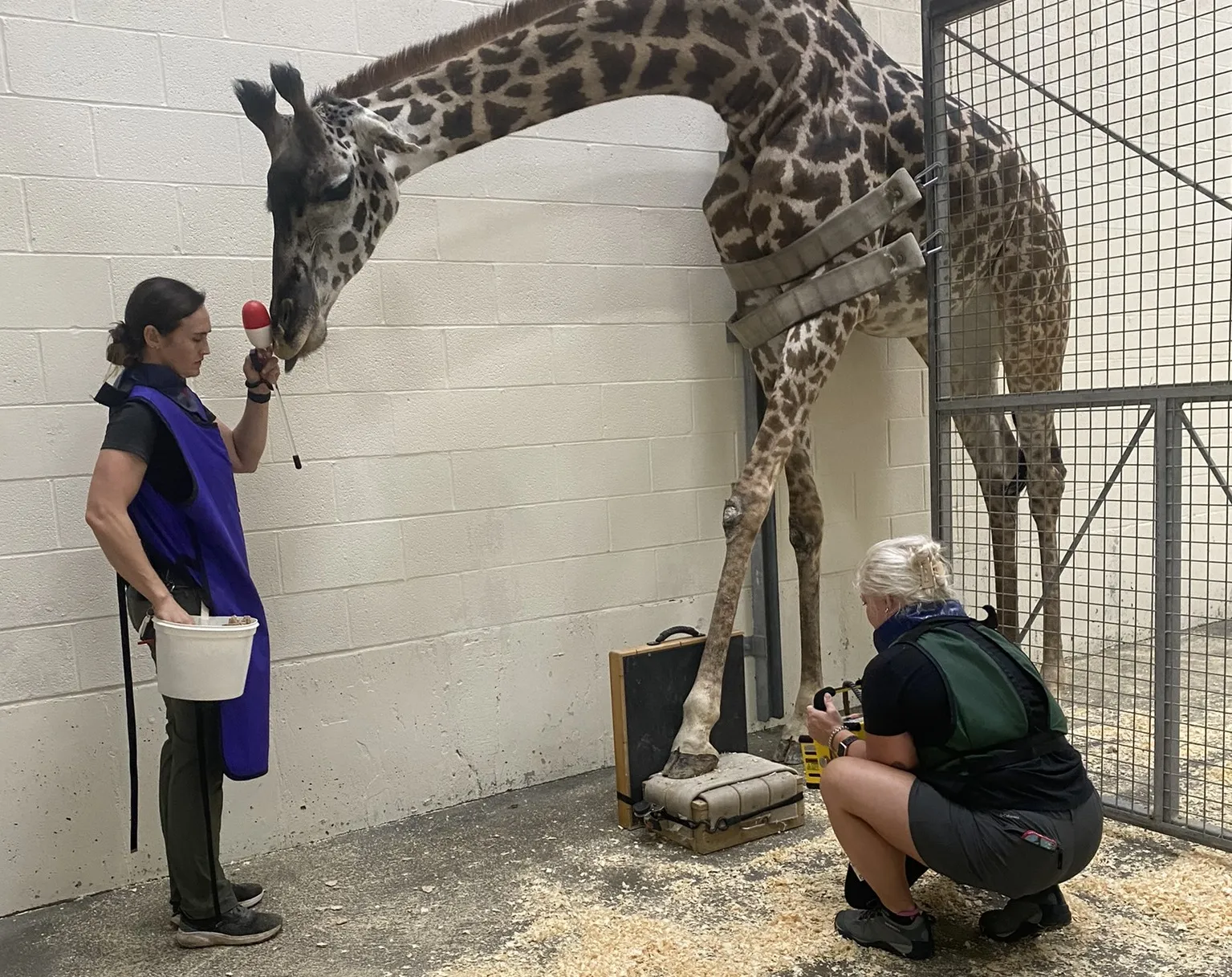 vet tech week taking giraffe foot xray