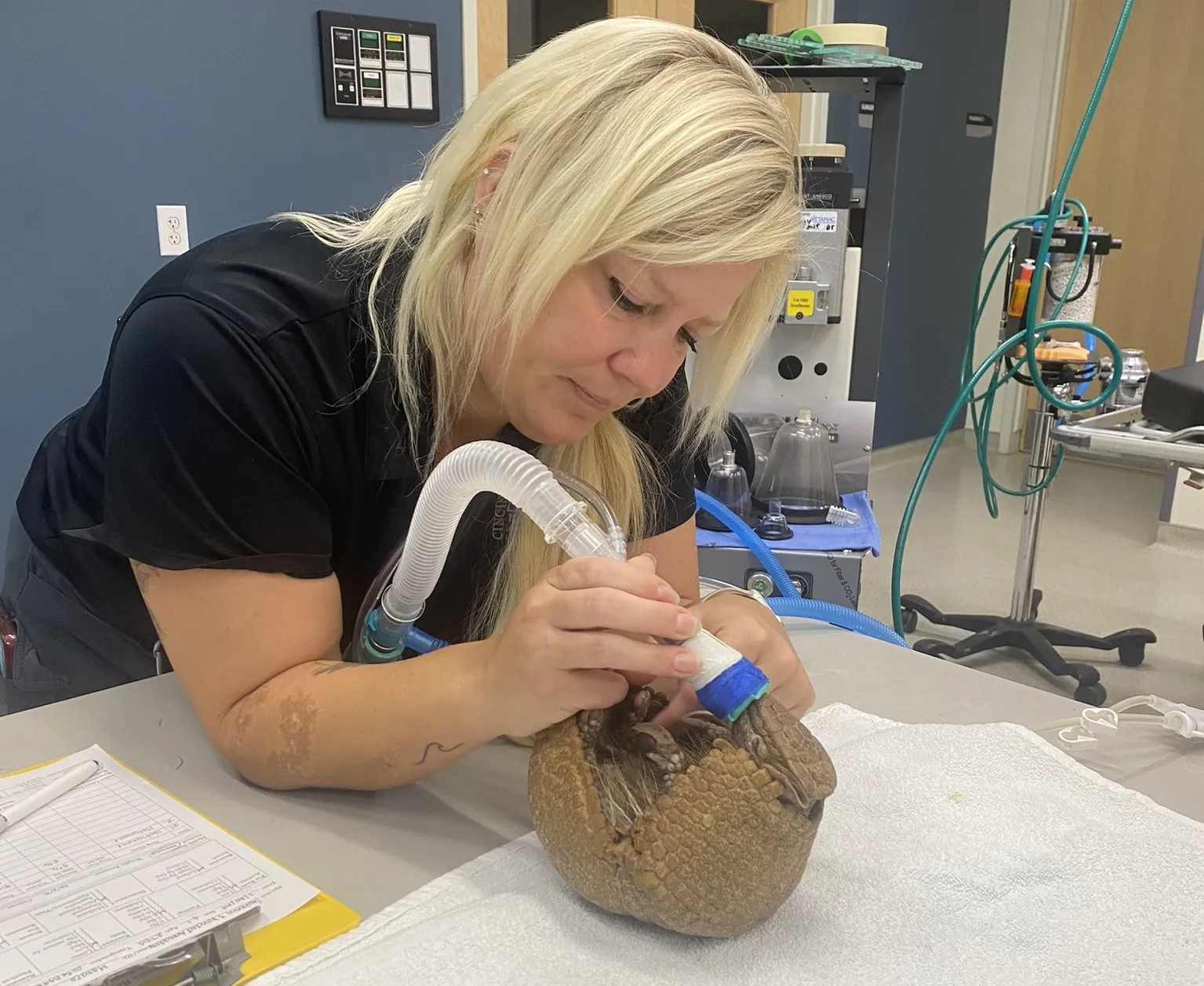vet tech week helping armadillo