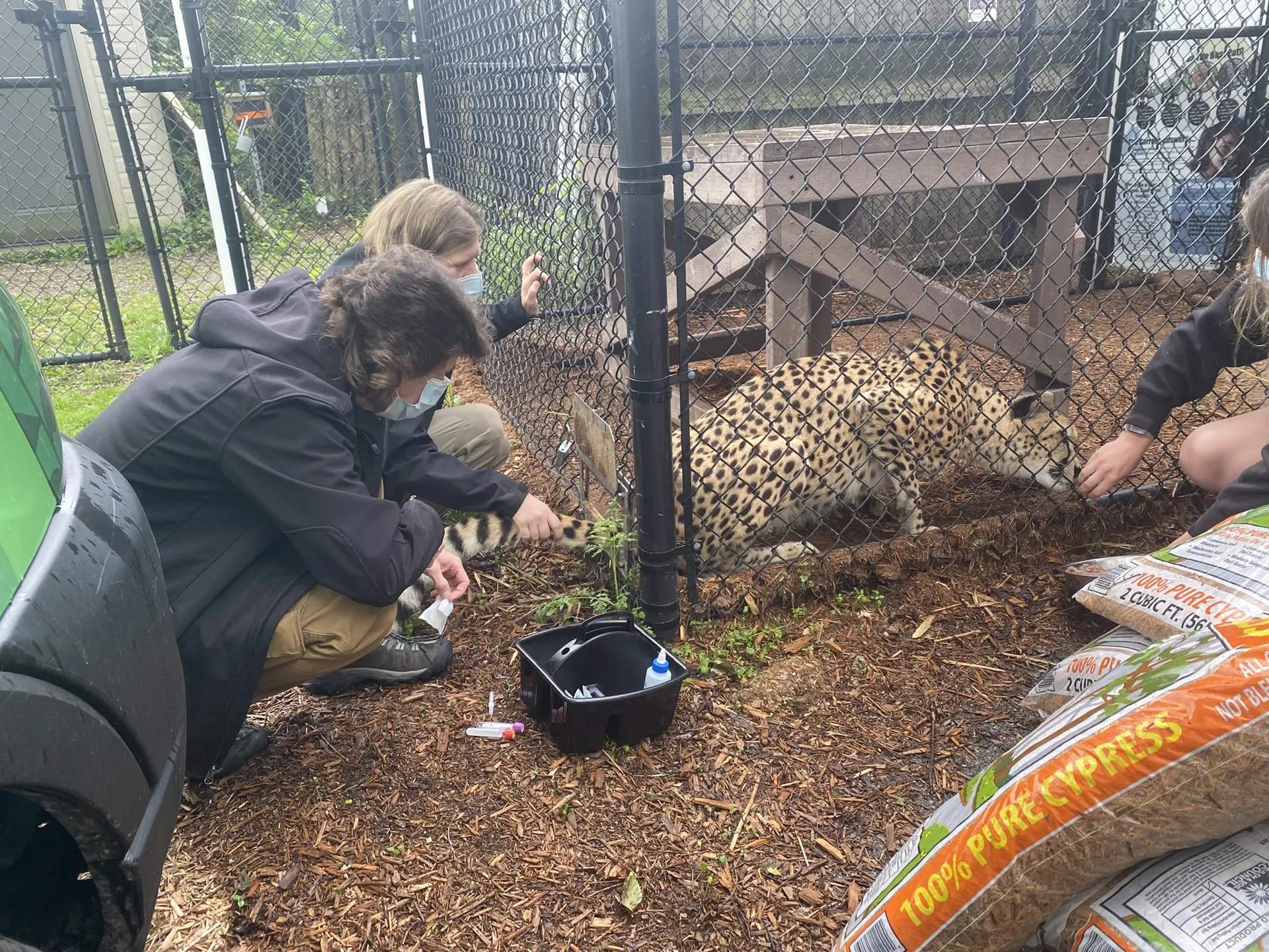 vet tech week helping cheetah