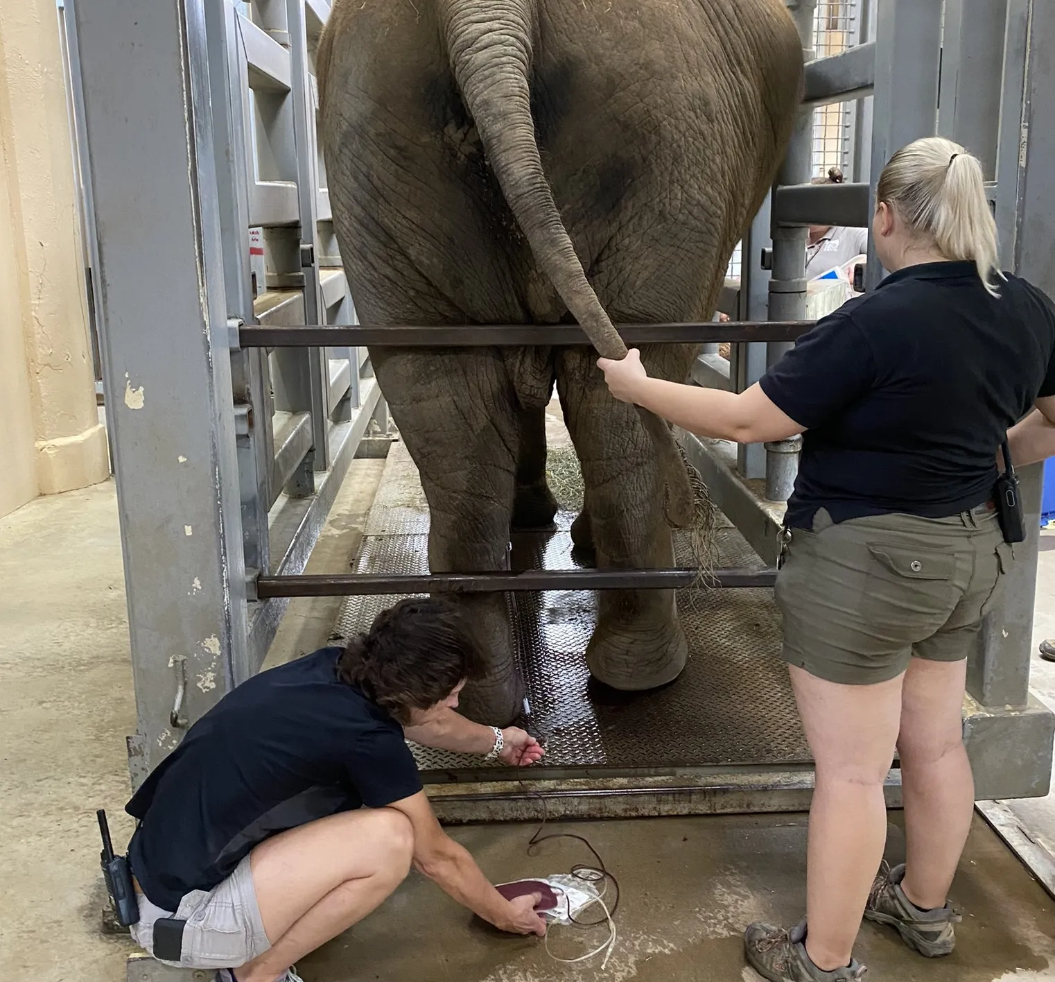 vet tech week working with elephant tail and foot
