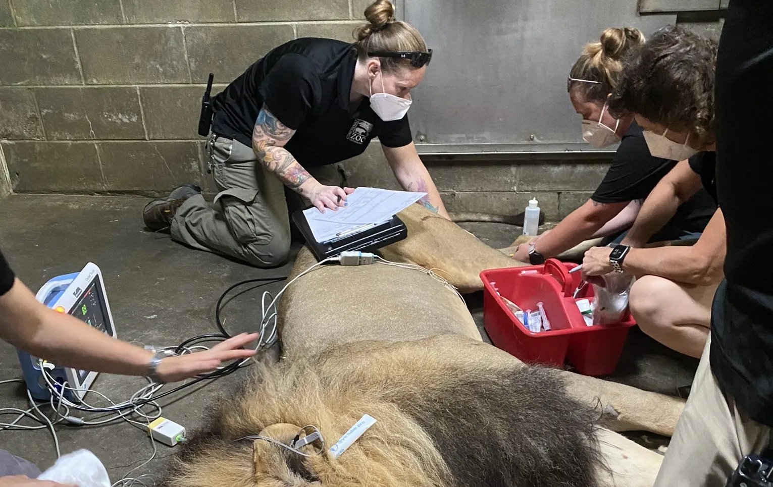 vet tech week working with John the lion