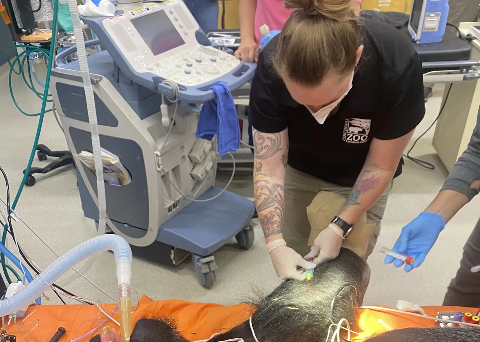 vet tech week working with gorilla