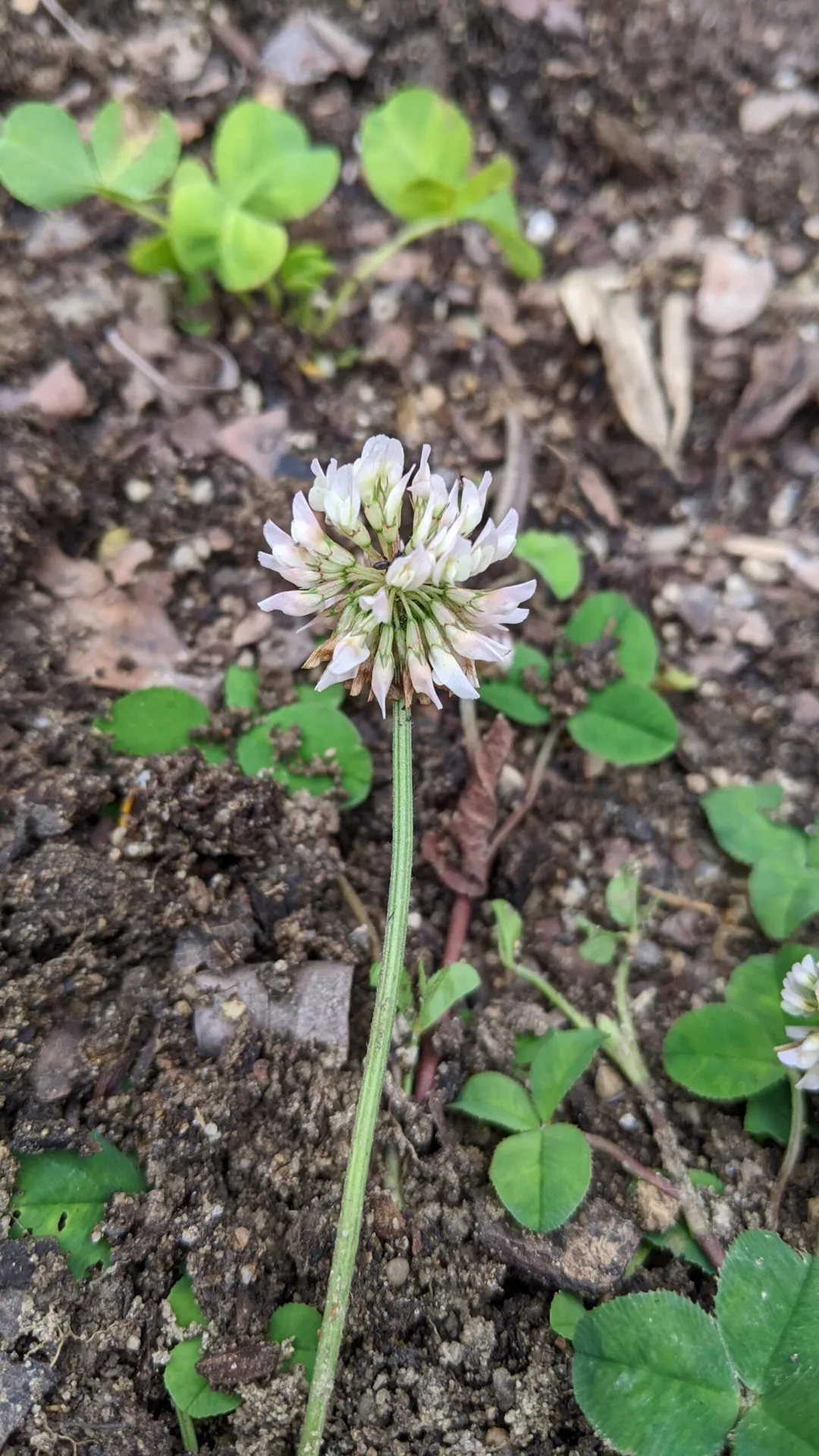 running buffalo clover