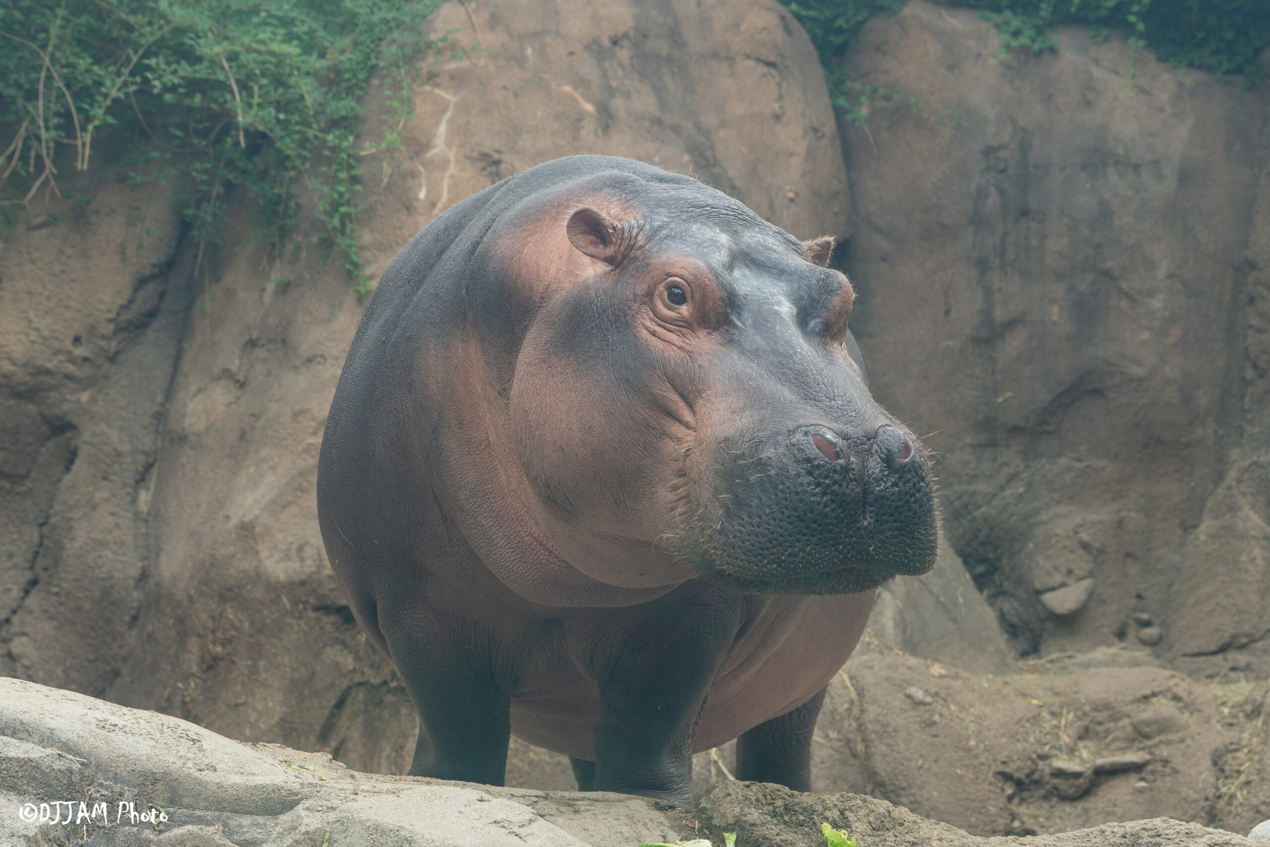 Fiona the hippo on land