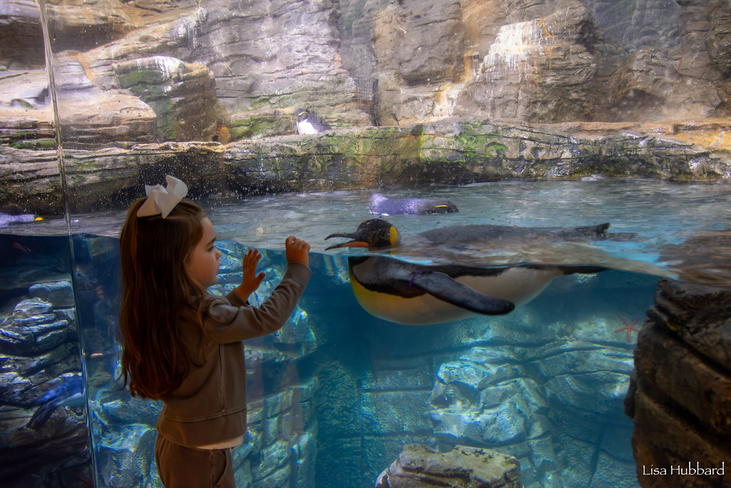 Cincinnati Zoo Membership Sale Happening Now Through December 31 