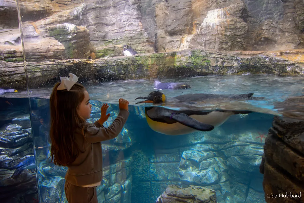 Cincinnati Zoo Membership Sale Happening Now Through December 31 