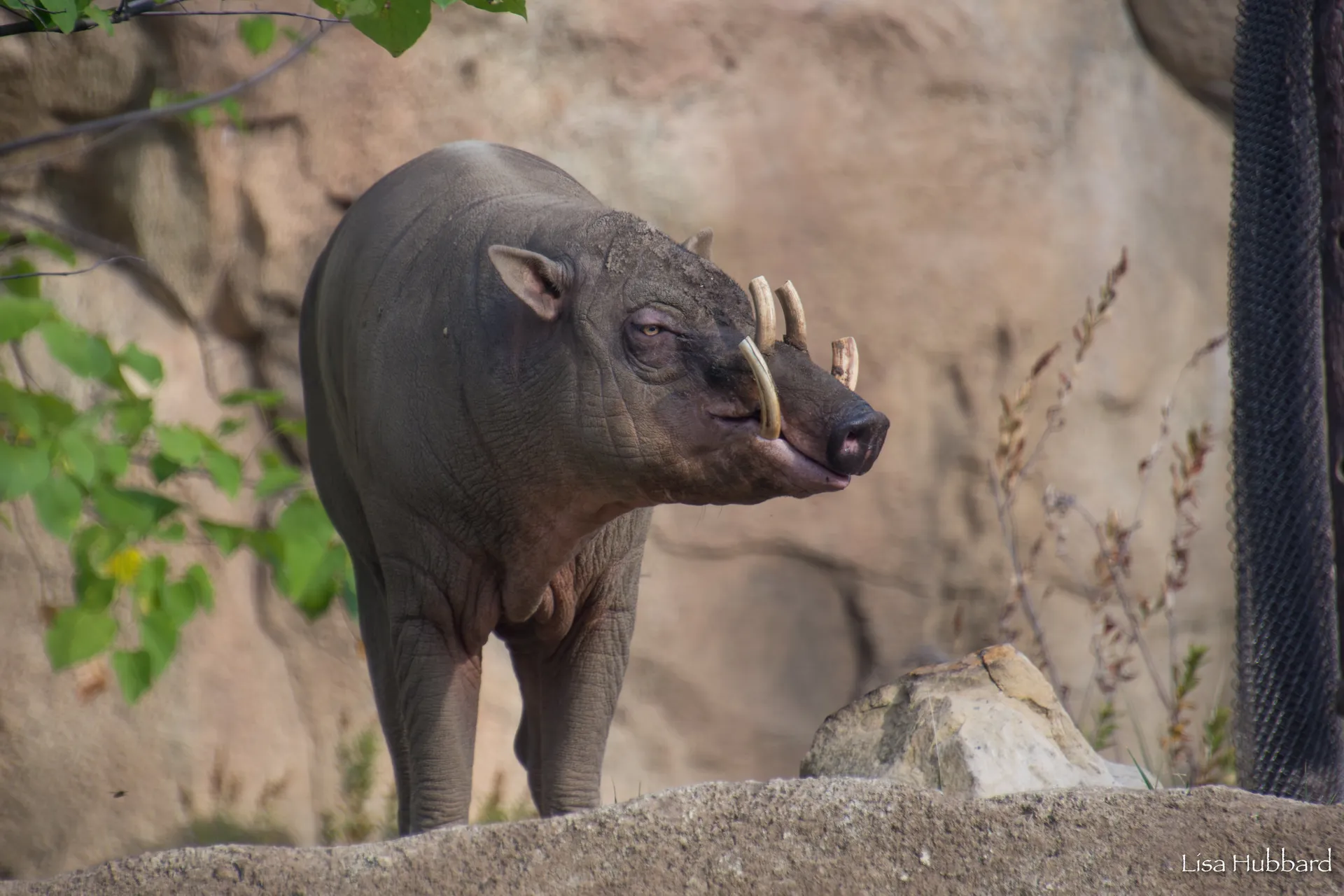 Moe the babirusa