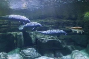 rescued manatees Slushie, Alfred, and Hundo