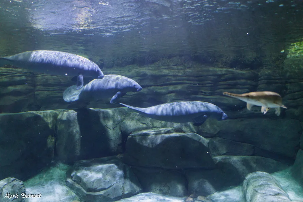 Cincinnati Zoo Welcomes Three Orphaned Manatees to Manatee Springs