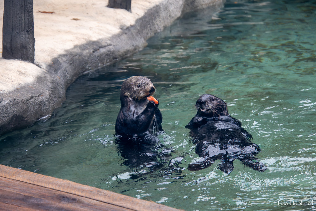 sea otters chloe and kevin in the water