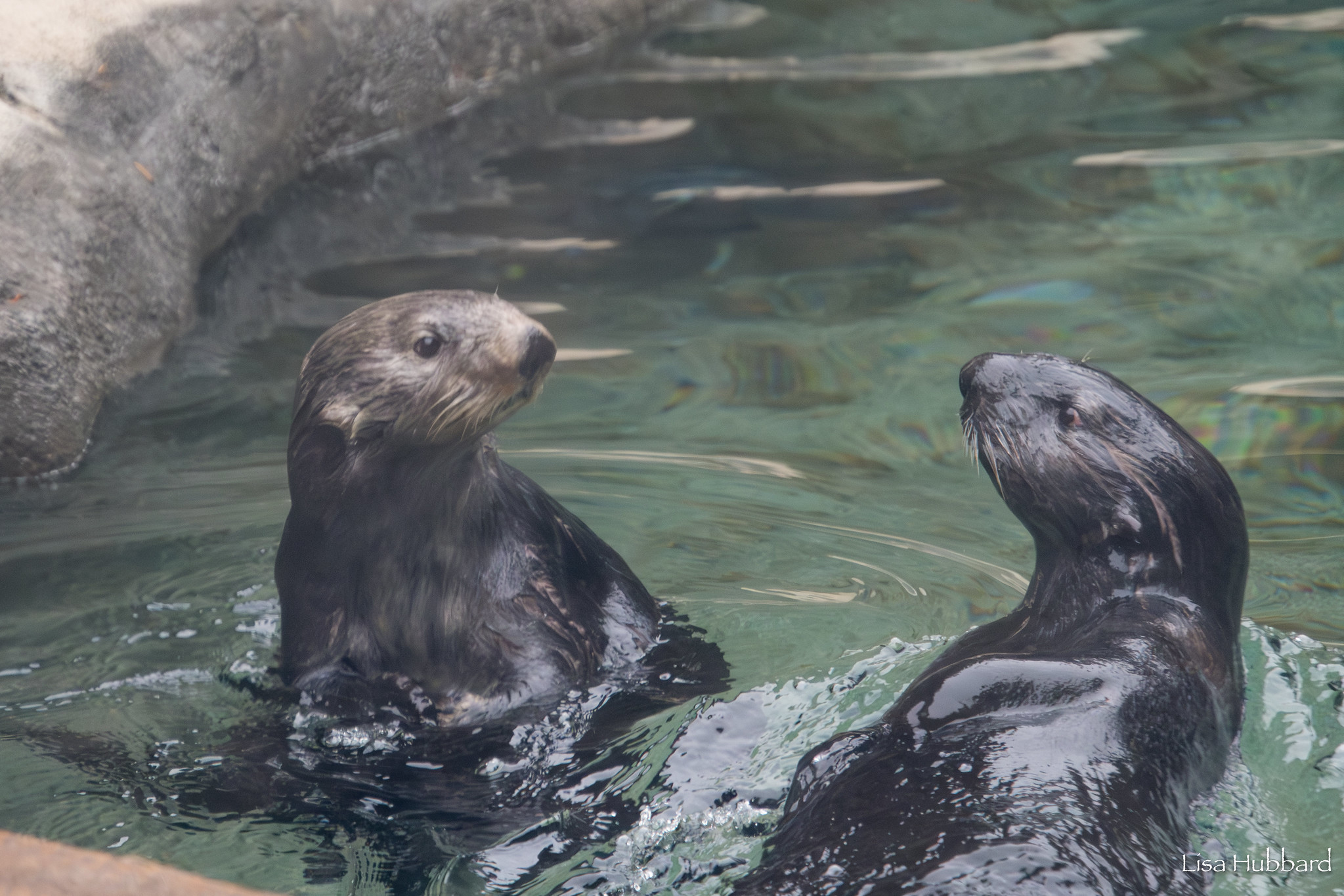 sea otters chloe and kevin in the water