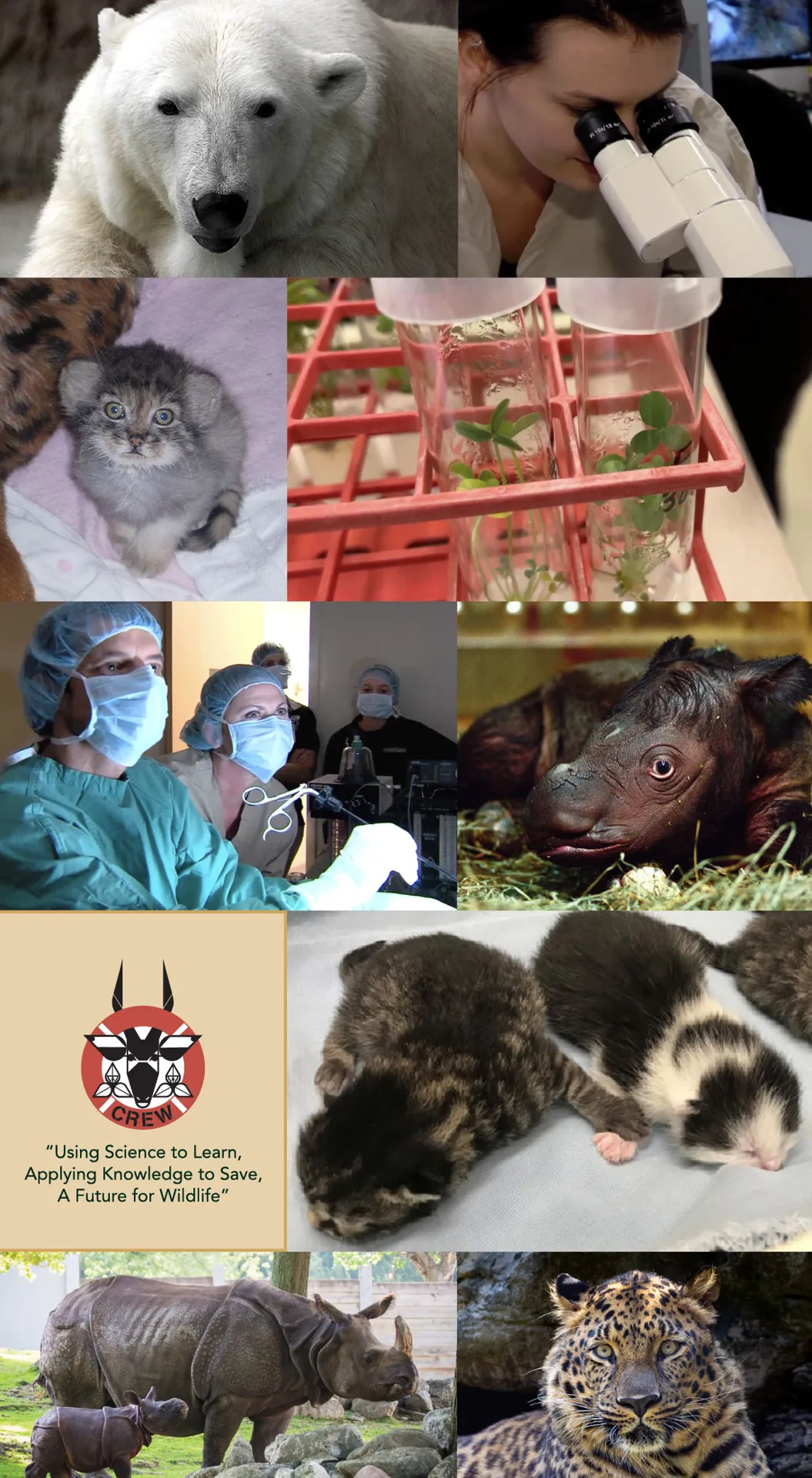 collage of photos from CREW - scientist, polar bear, sumatran rhino, cat, rhino