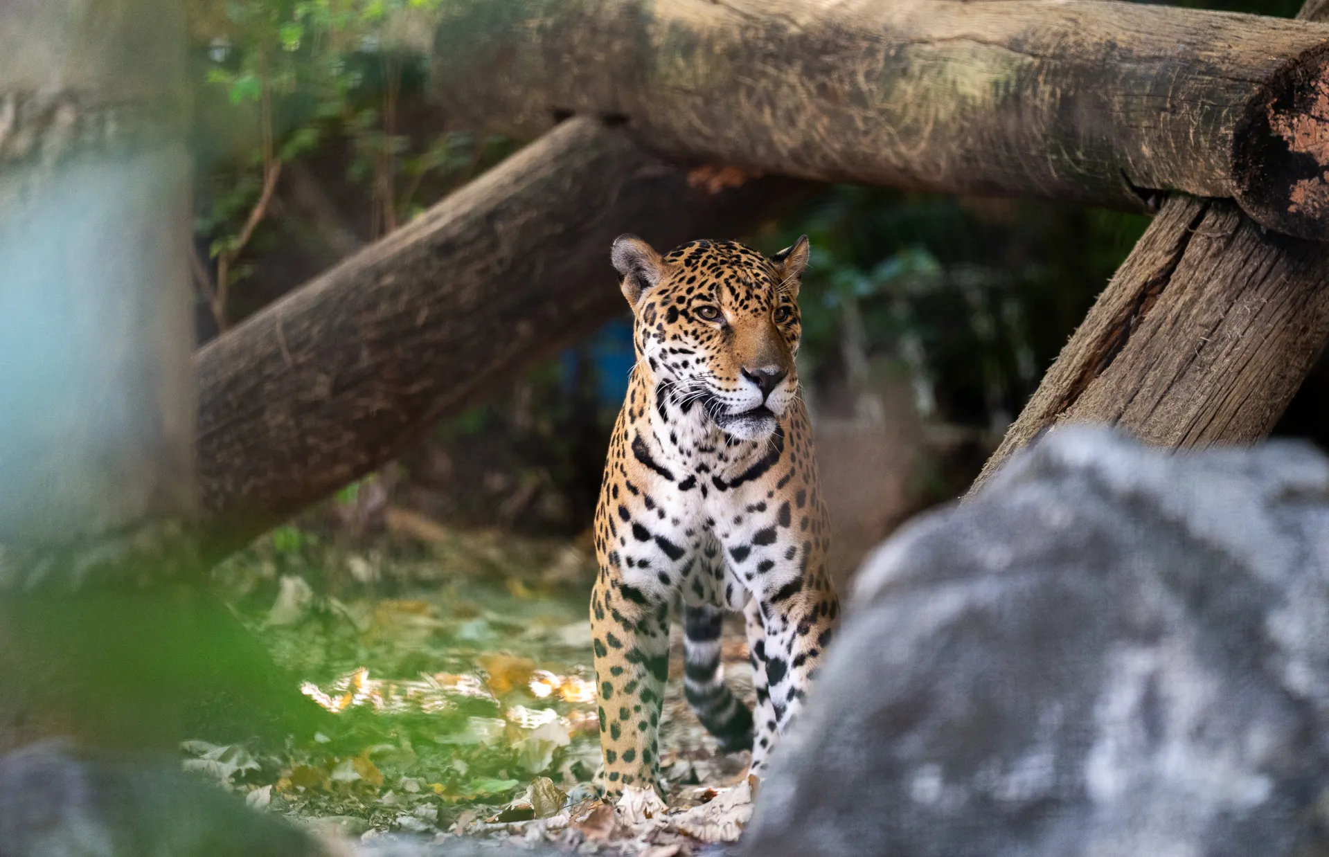 Jaguar