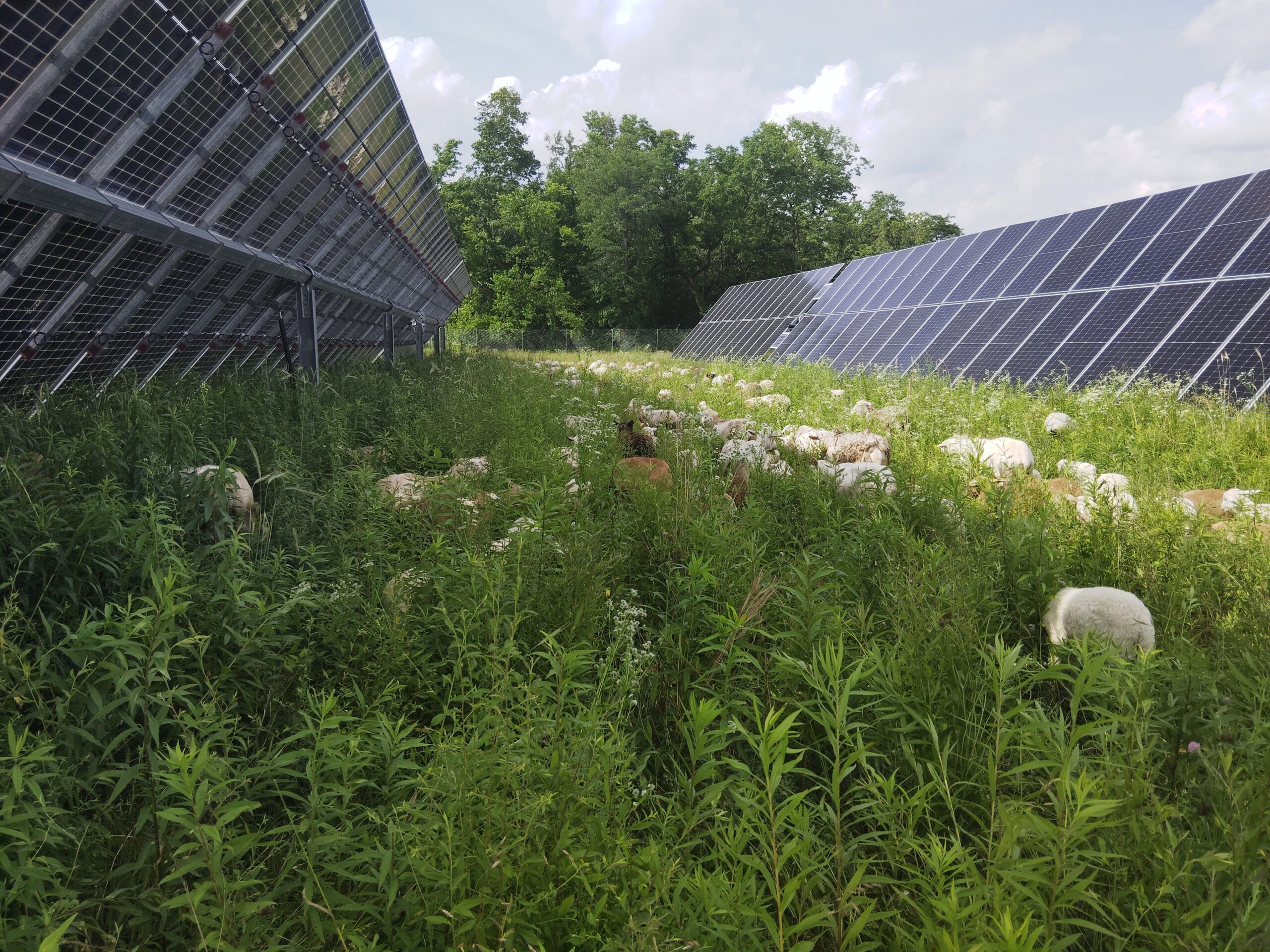 sheep eating grass around solar panels