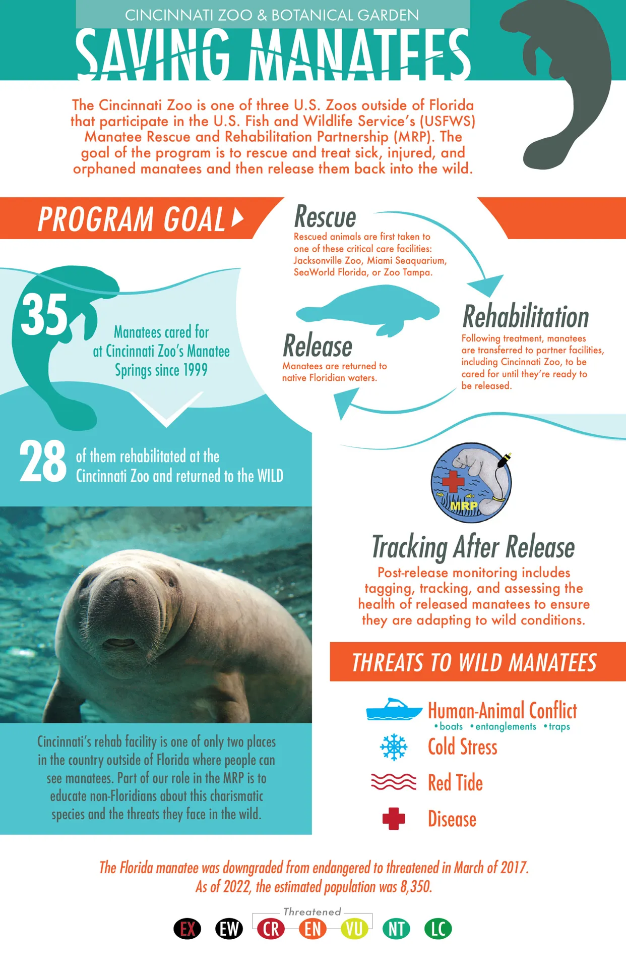 manatee infographic - the zoo has rescued/released 35 manatees