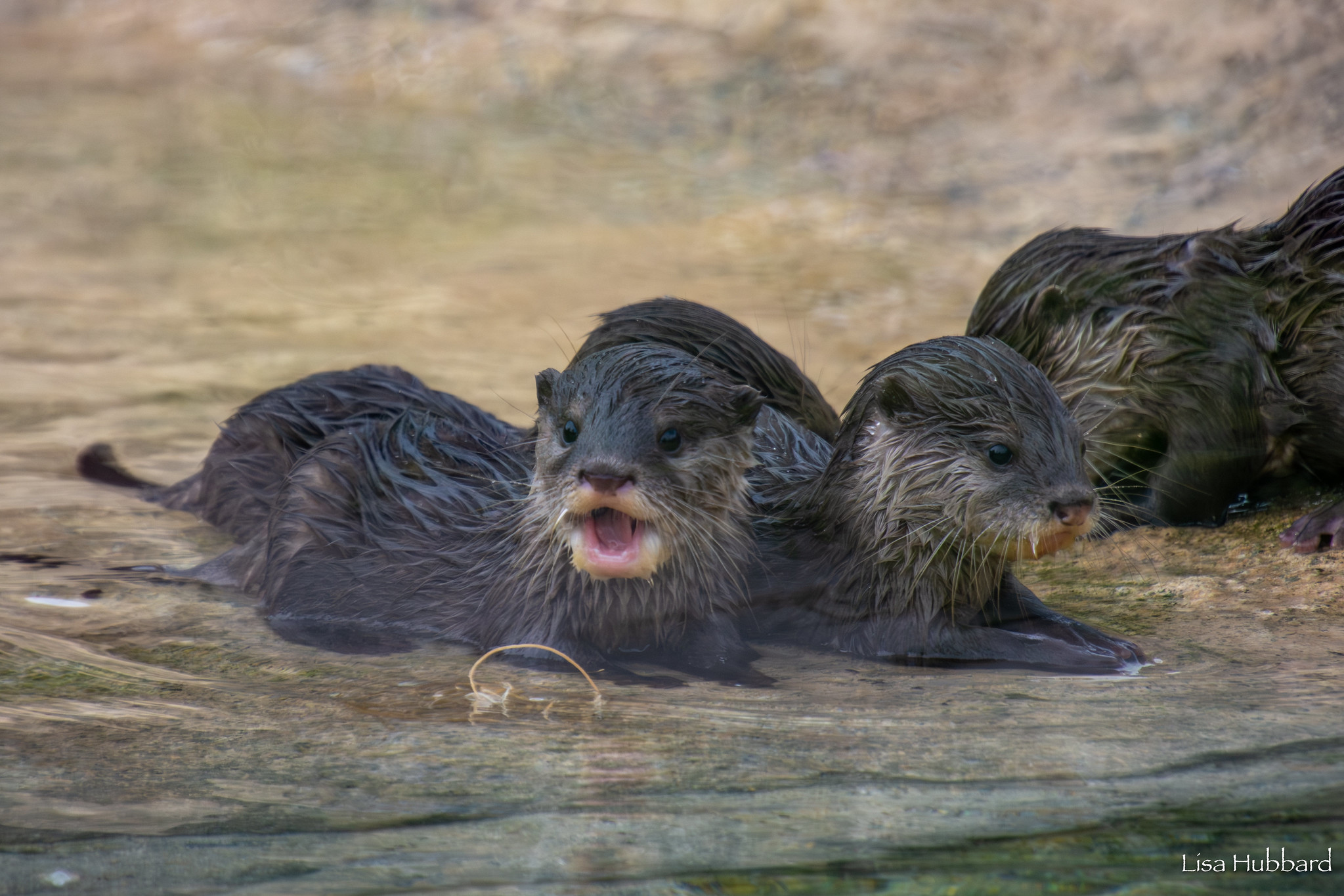 baby otters Puddles L Splash R