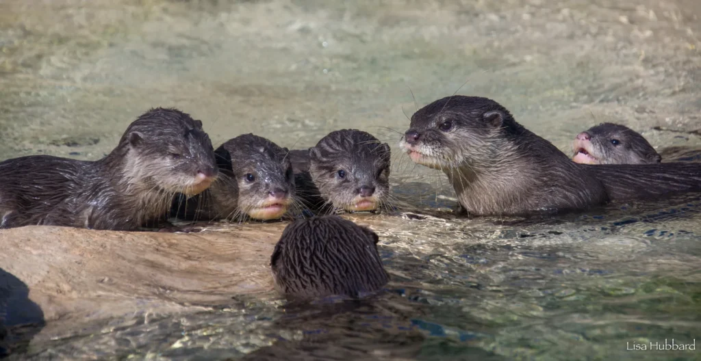 baby otters Rip Puddles Scuttle Munti Splash, Flounder not facing us