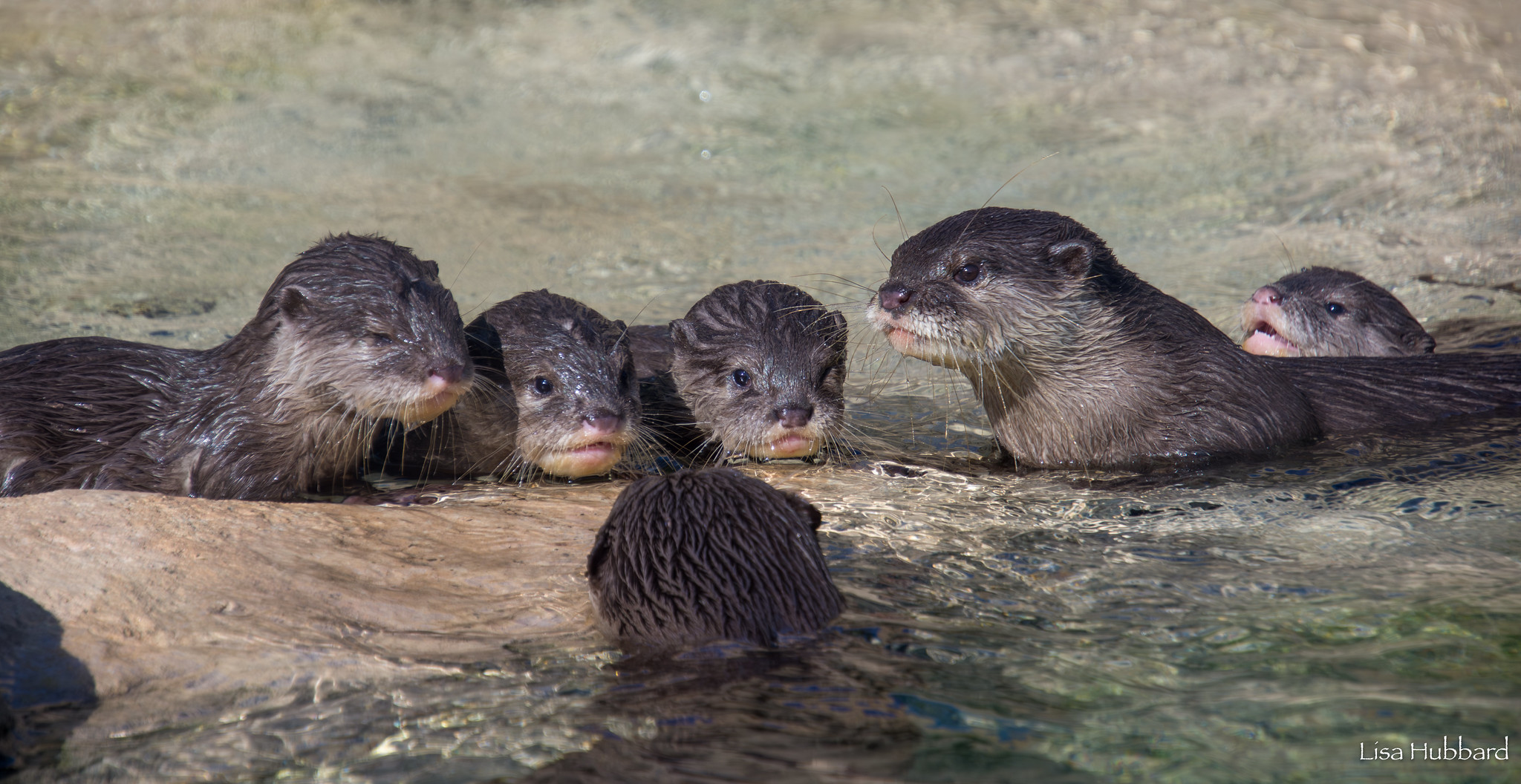 Asian Small-Clawed Otters: How to Spot Who’s Who