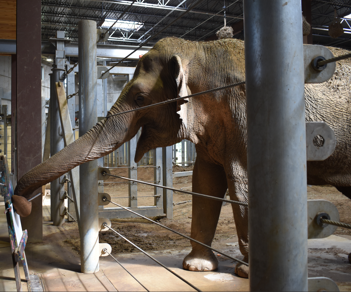 schottzie elephant painting