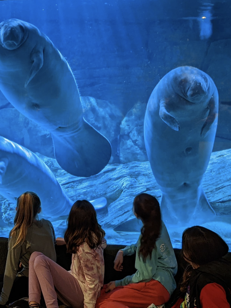 kids sitting looking up at manatees