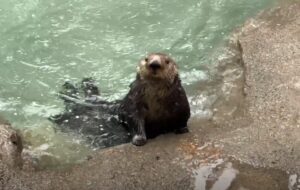 sea otter