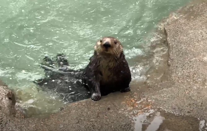 Sea Otters Now Swimming in Sea Otter Coast