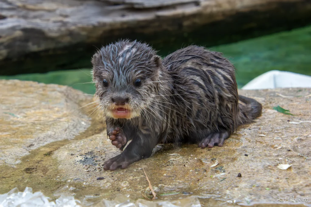 baby otter Scuttle