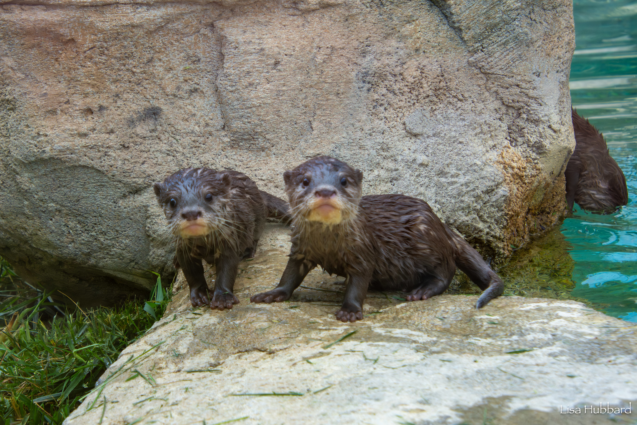 baby otters Scuttle L Puddles R