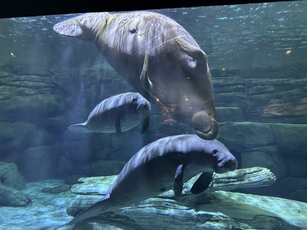 rescued manatees Slushie, Alfred, and Hundo