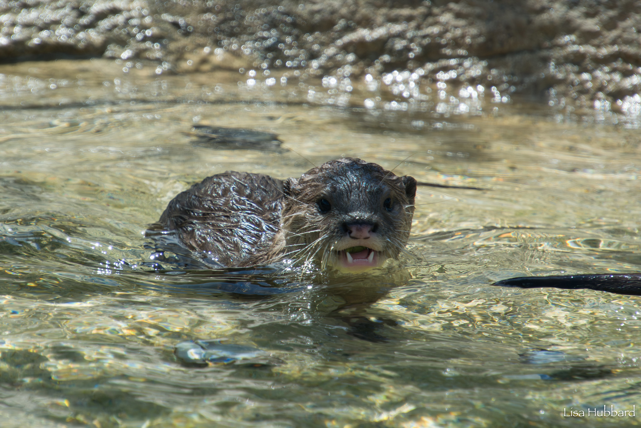 baby otter Splash