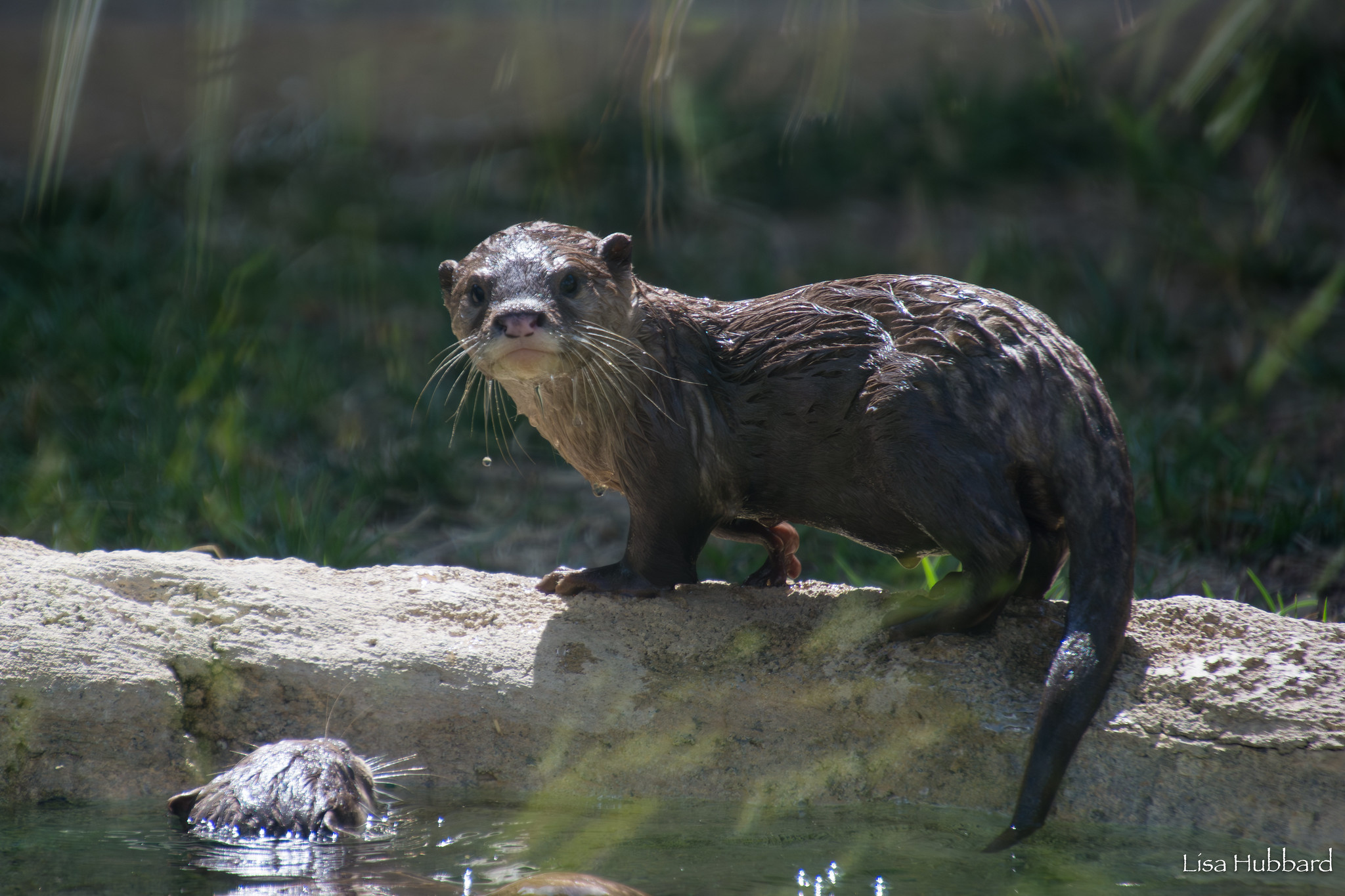 baby otter Splash