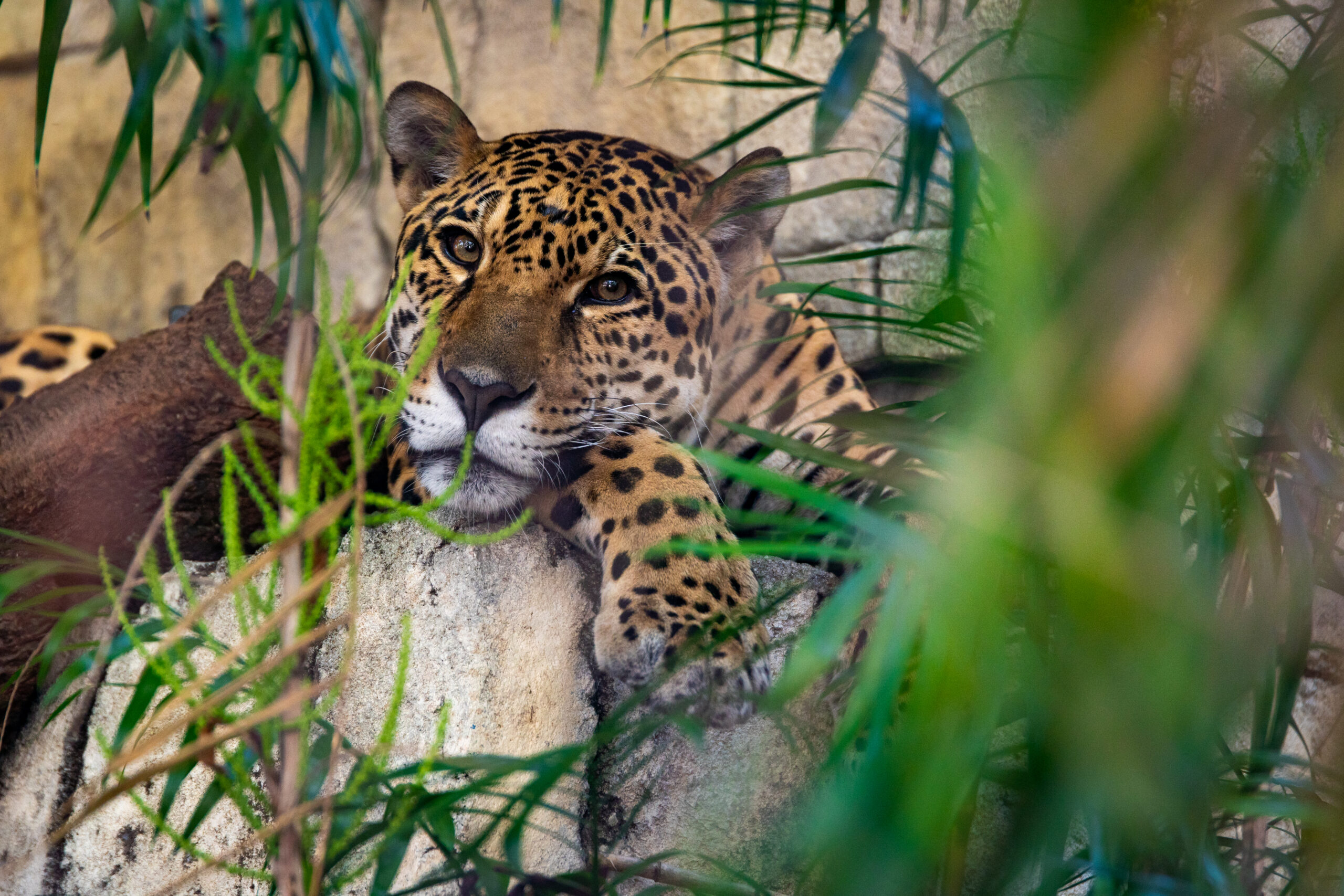Jaguar in tree