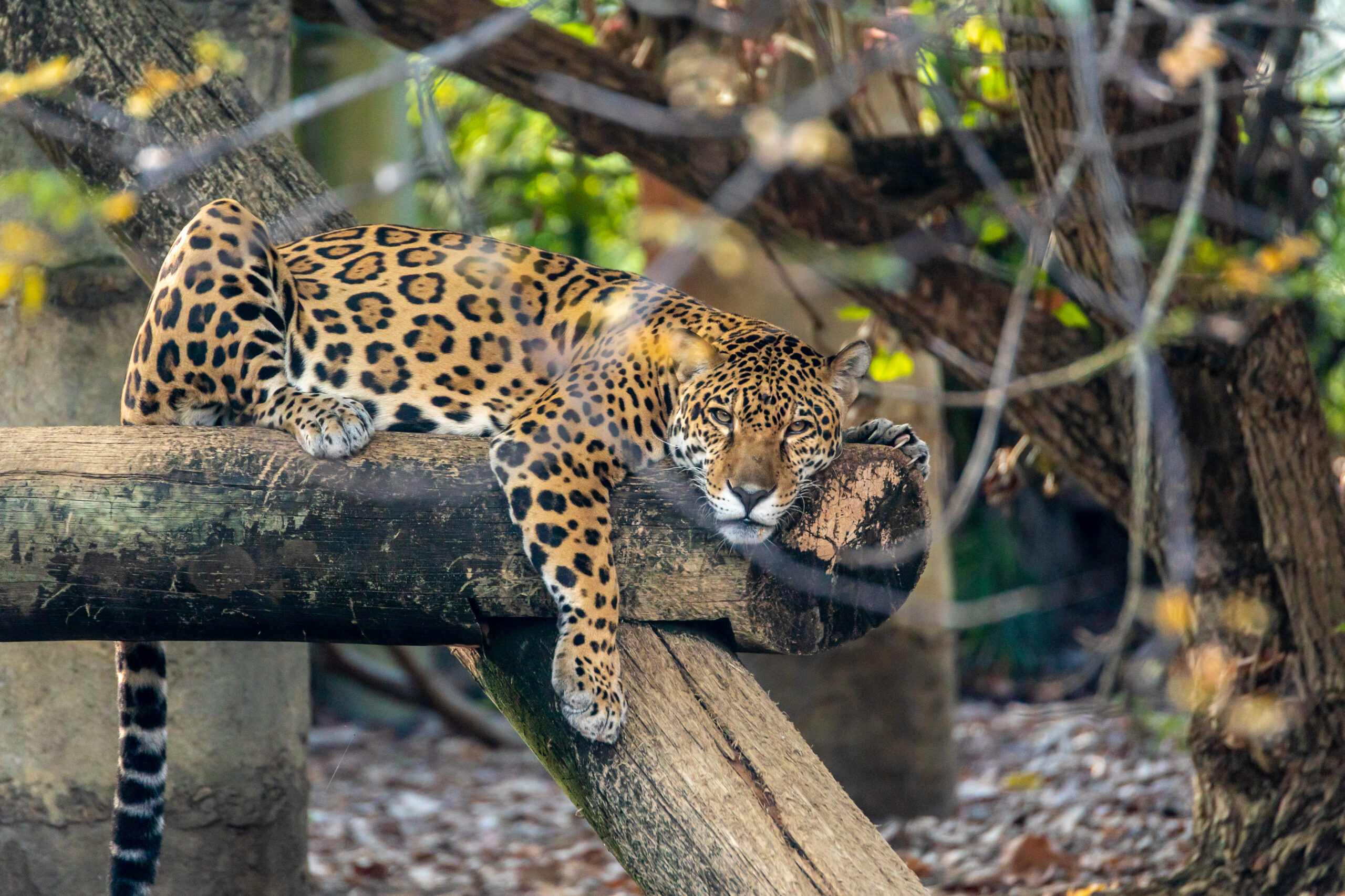 Jaguar in tree