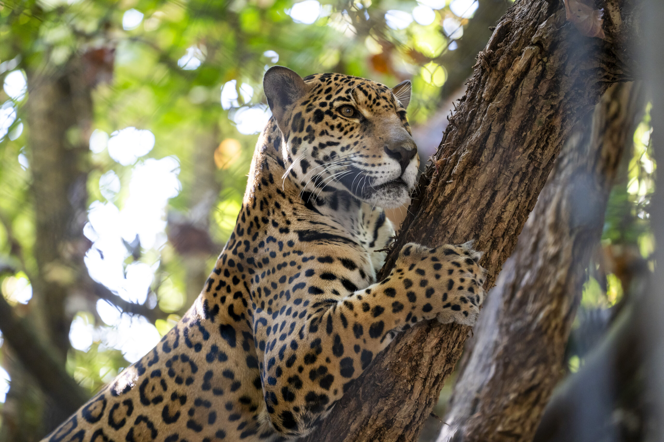 Jaguar in tree
