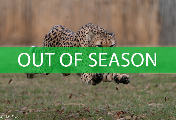cheetah behind the scenes tour is out of season
