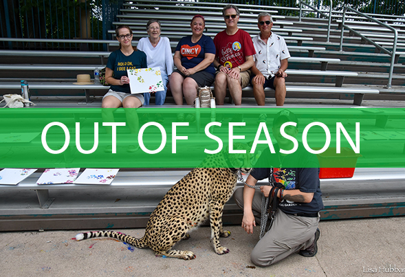 cheetah behind the scenes tour is out of season