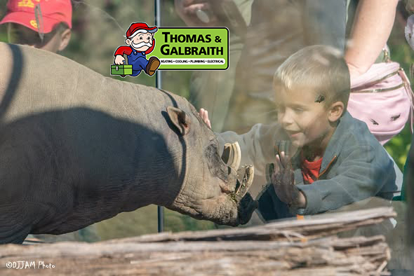 membership sale - moe the babirusa face to face with a small boy