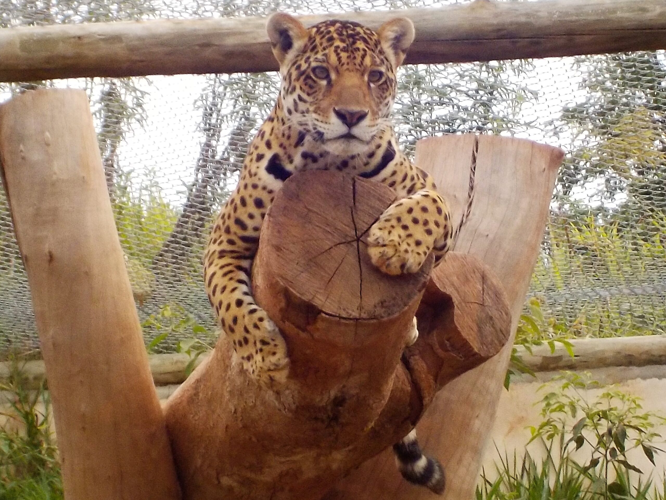 International Jaguar Day: How CREW Is Helping Save a Near-Threatened Cat