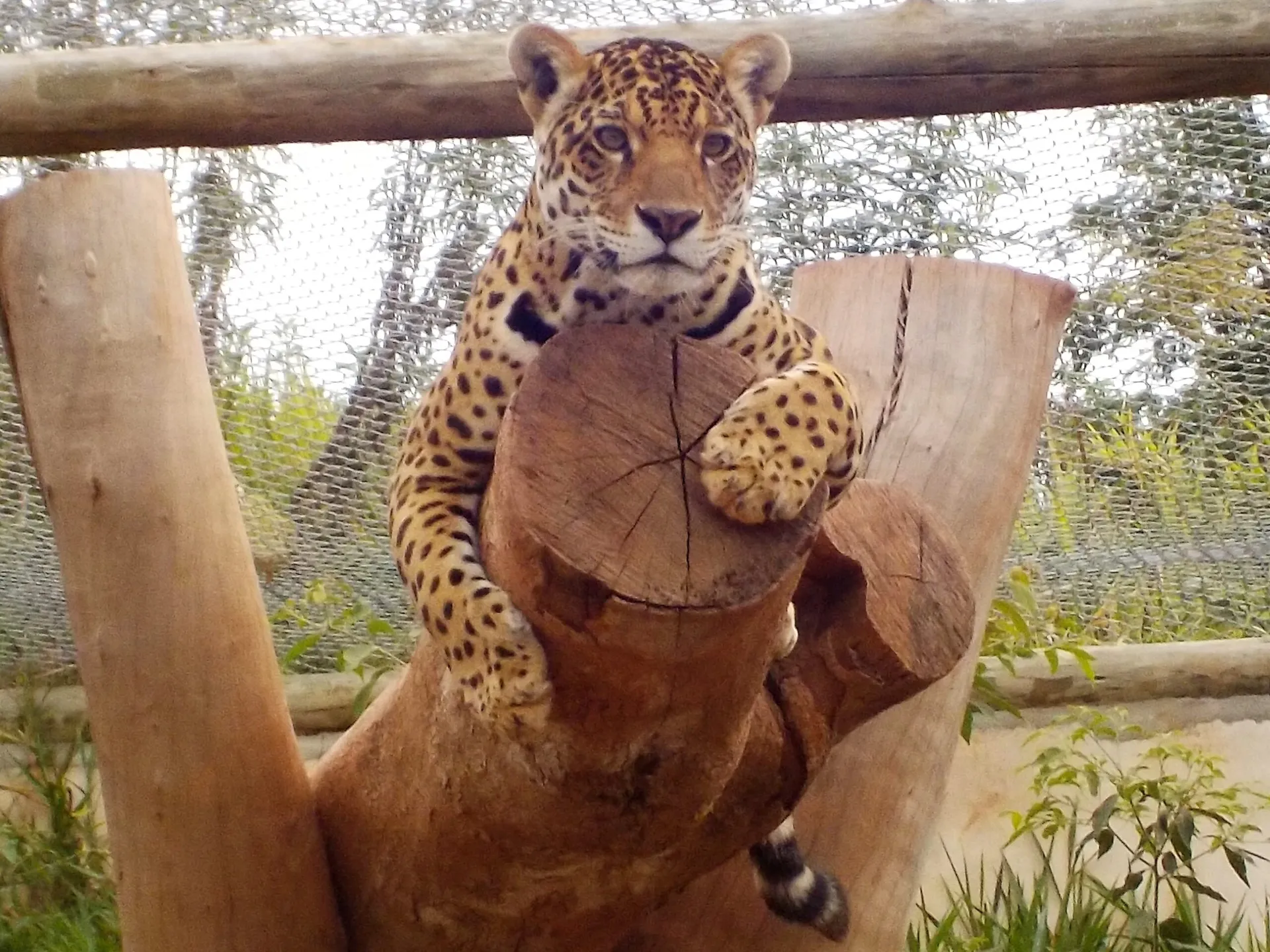 Jaguar in tree