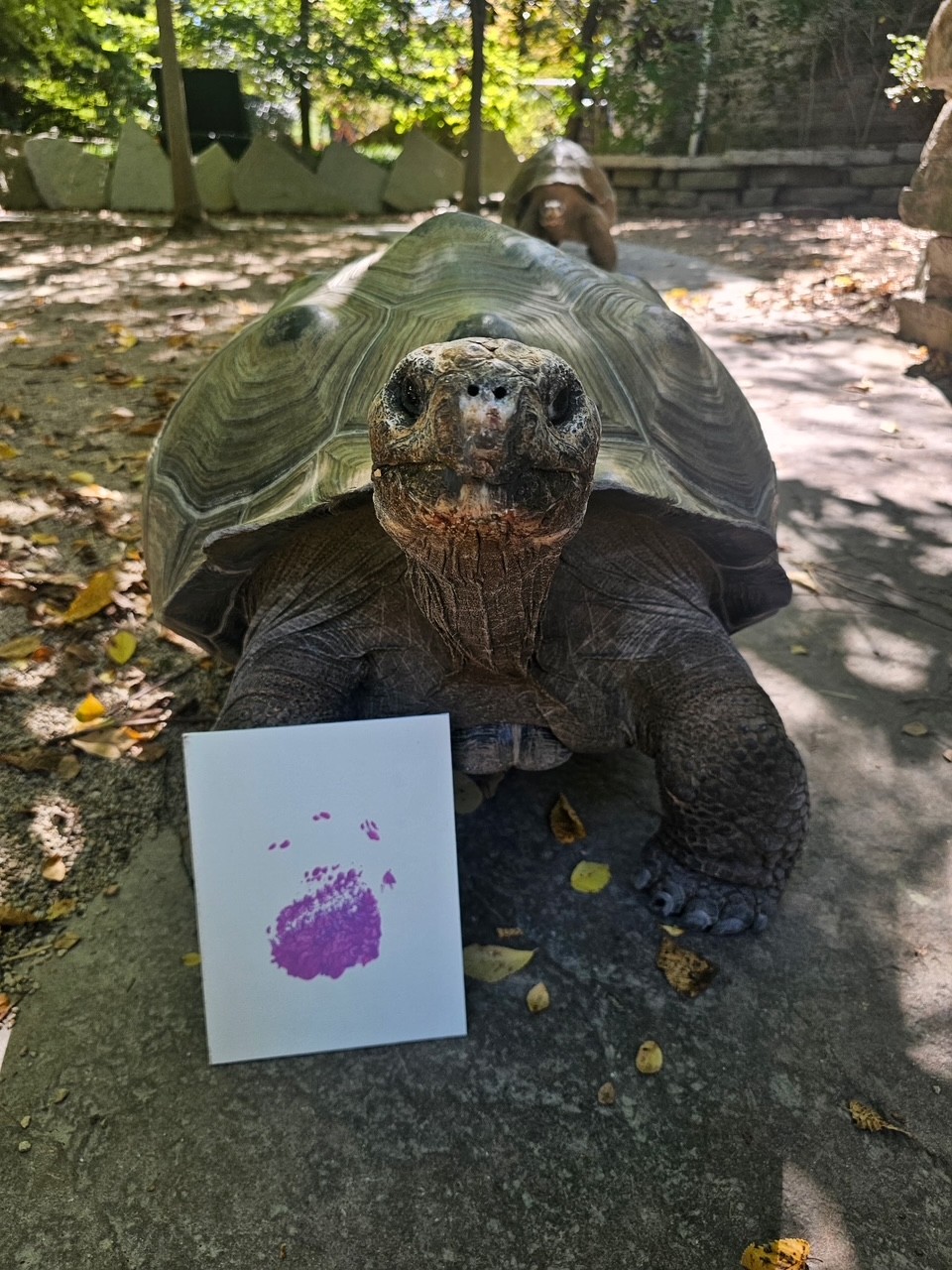 galapagos tortoise with footprint painting in front of him