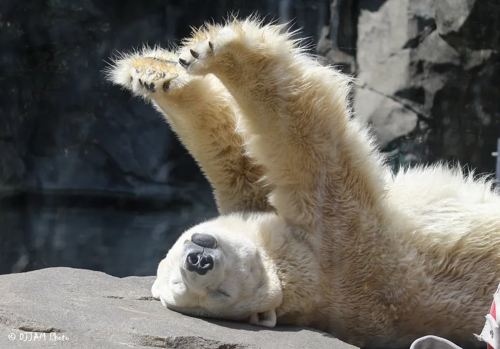 polar bear stretching his arms up laying on his back