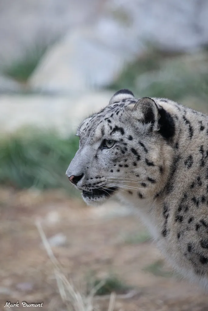 renji the snow leopard