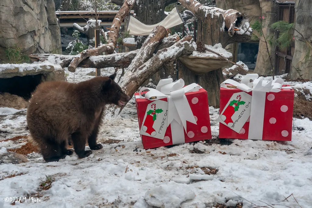 hazel brown bear looking at two enrichment presents from santa